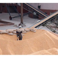 汉江大型养殖场常年求购玉米碎米麸皮油糠薯粉次粉等