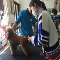 康泽欣北京宠物学校，专业北京通州区宠物学校经验丰富